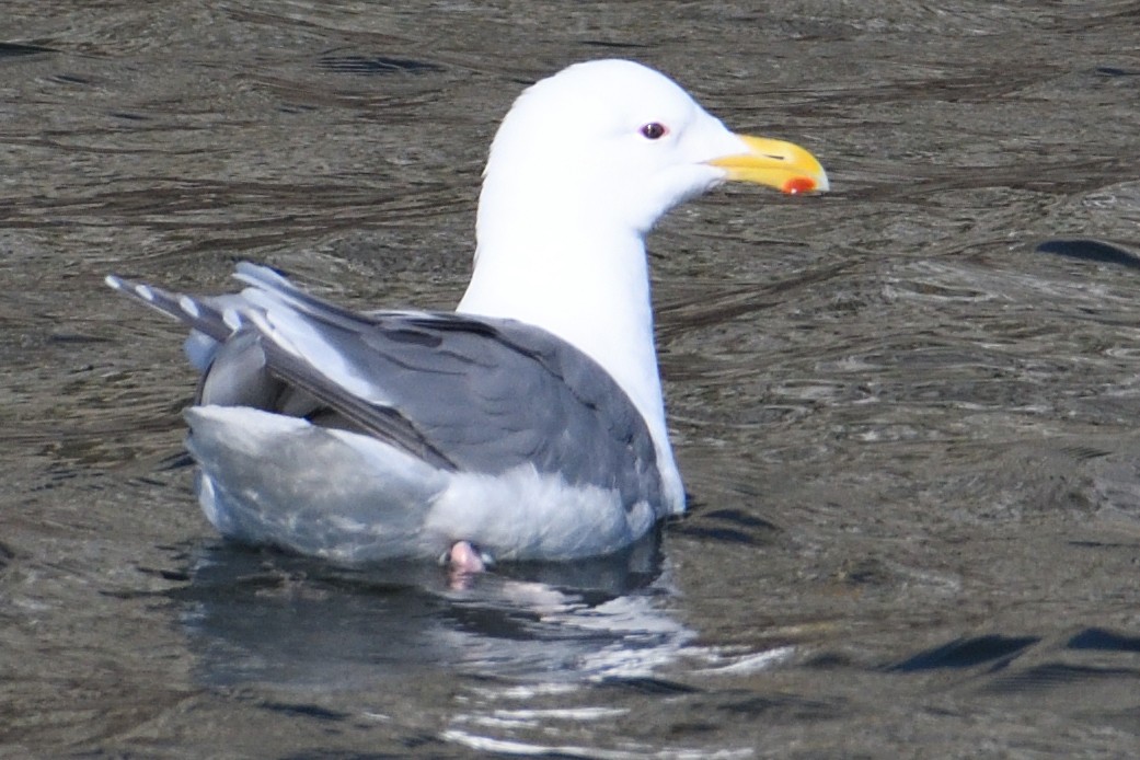 Glaucous-winged Gull - John Doty