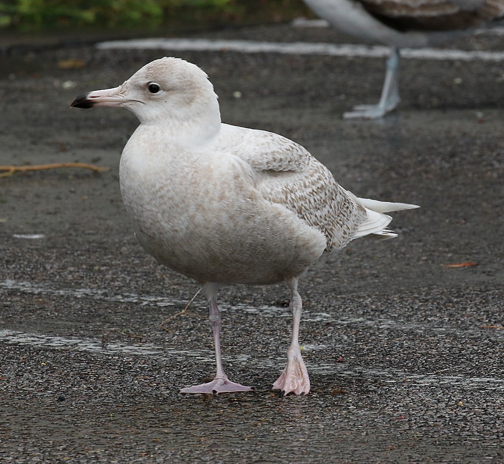 Glaucous Gull - ML48124461