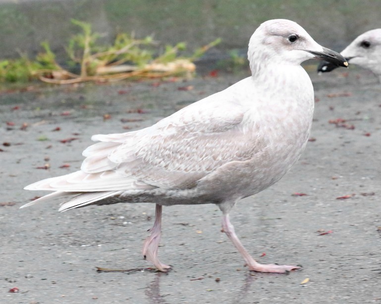 Glaucous-winged Gull - ML48124471