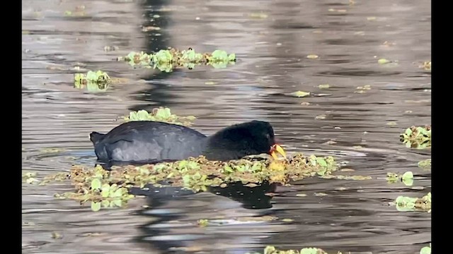 Foulque à front rouge - ML481244801