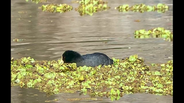 Foulque leucoptère - ML481244851