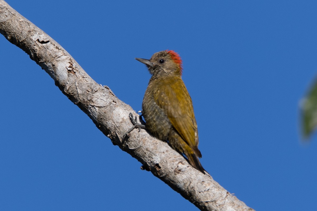 Little Woodpecker - Kent Fiala