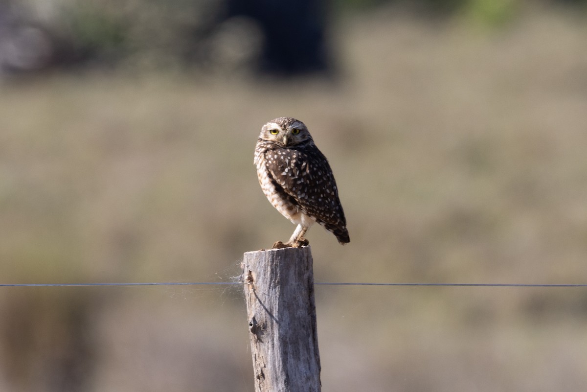 Burrowing Owl - ML481246001