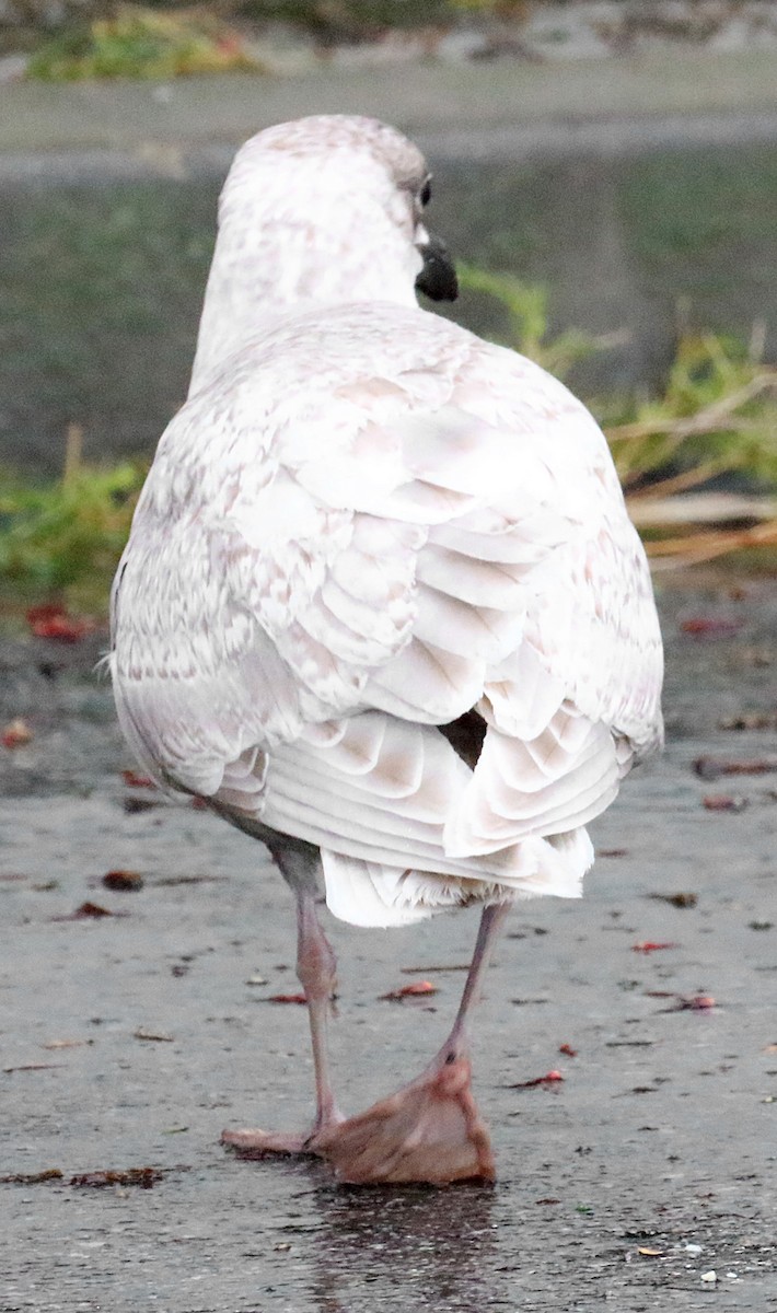 Glaucous-winged Gull - ML48124601