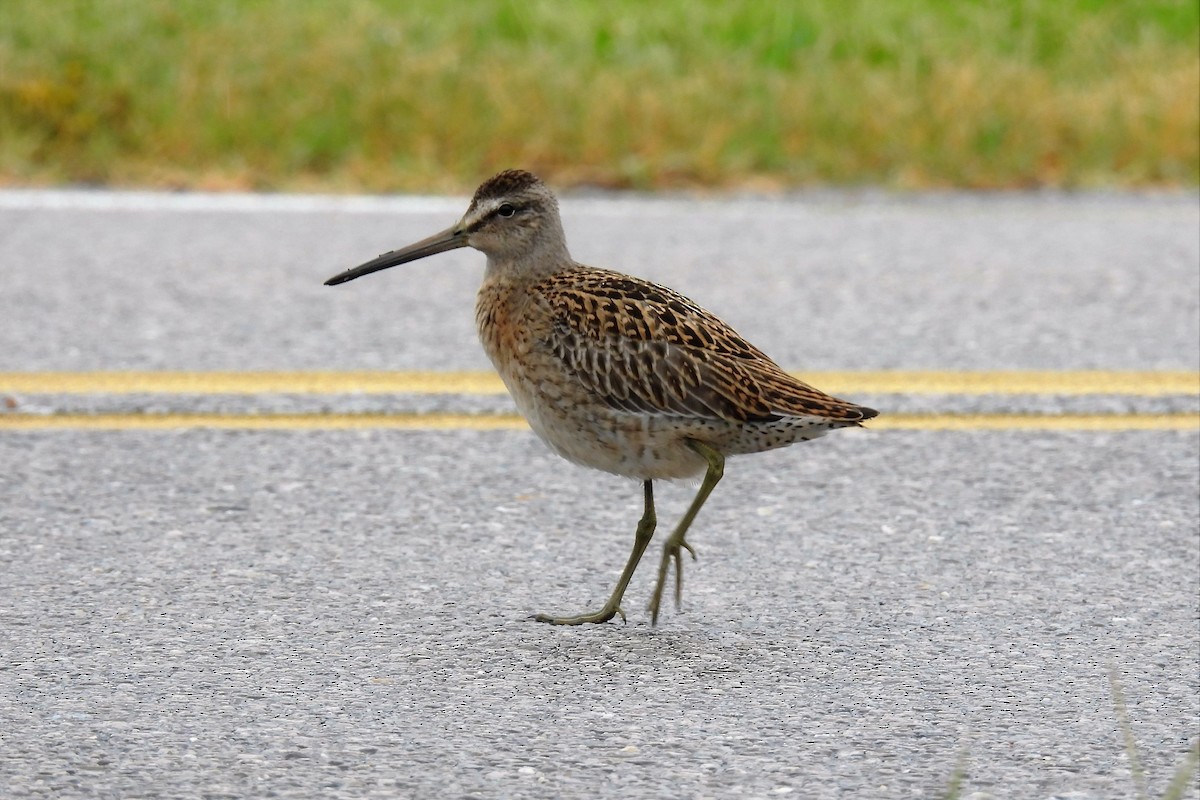 Short-billed Dowitcher - ML481246111