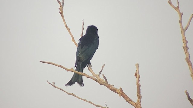 Palawan Drongo (Palawan) - ML481246151