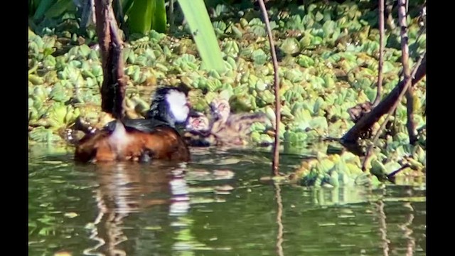 White-tufted Grebe - ML481246271