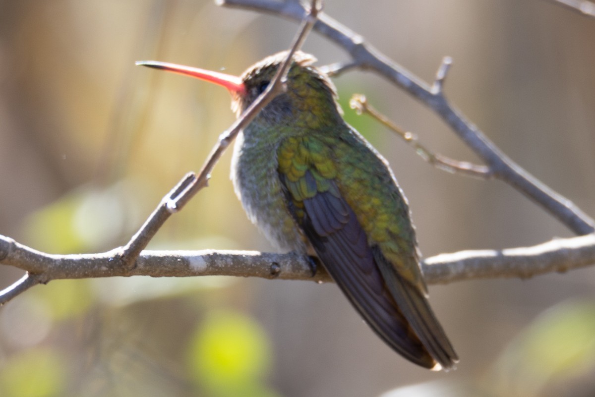 gyllenkolibri - ML481246331