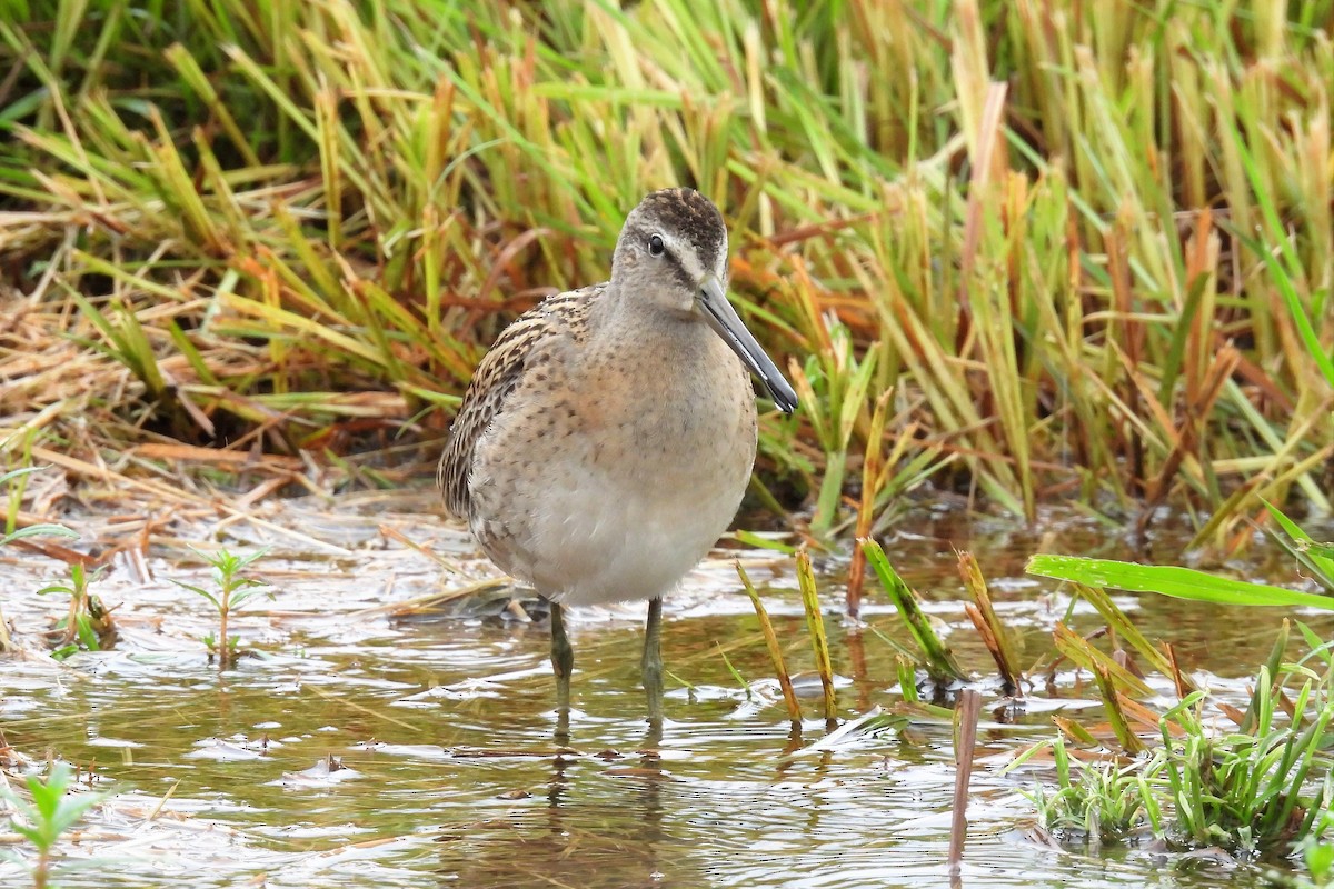 Short-billed Dowitcher - ML481246381