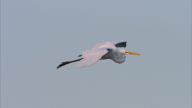 Большая белая цапля (egretta) - ML481247