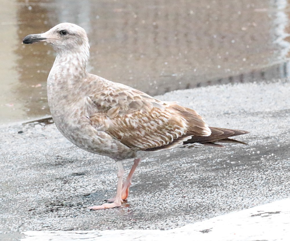 Western Gull - ML48124701