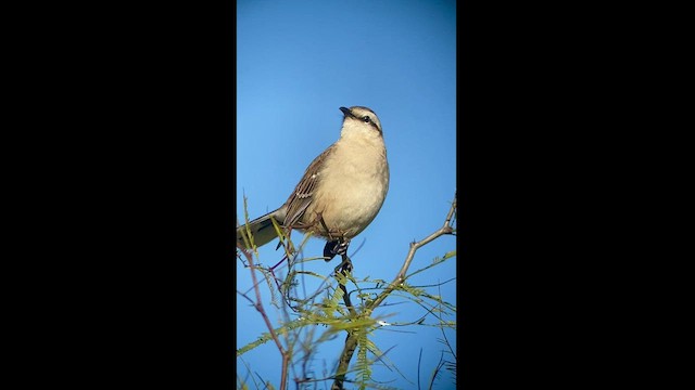 マミジロマネシツグミ - ML481247341