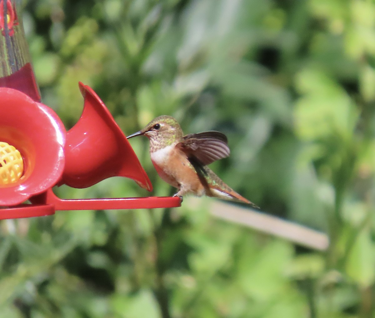 Rufous Hummingbird - ML481247471