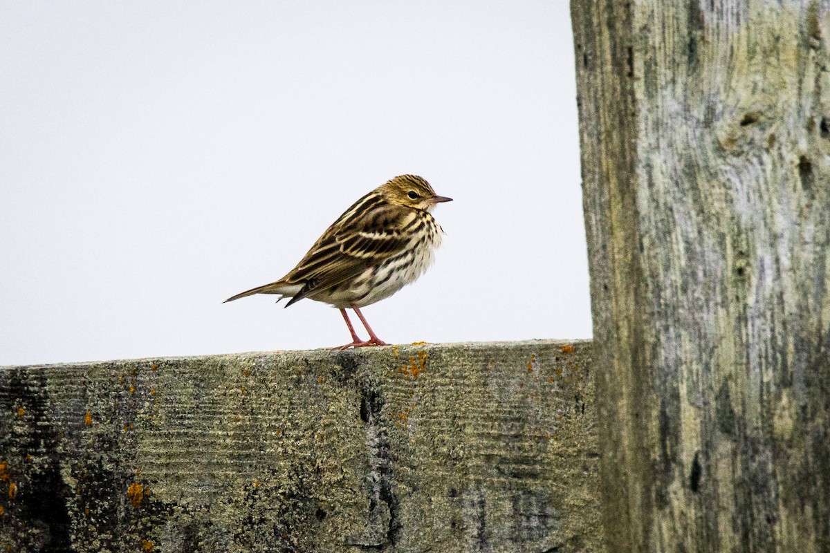 Pechora Pipit - Rodney Ungwiluk Jr