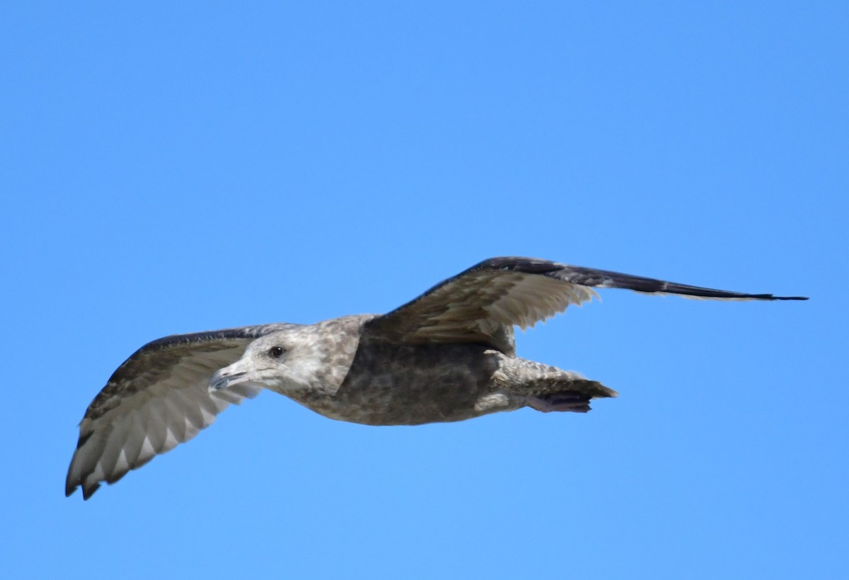 Herring Gull - ML481248461