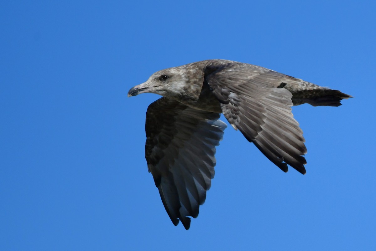 Herring Gull - ML481248471