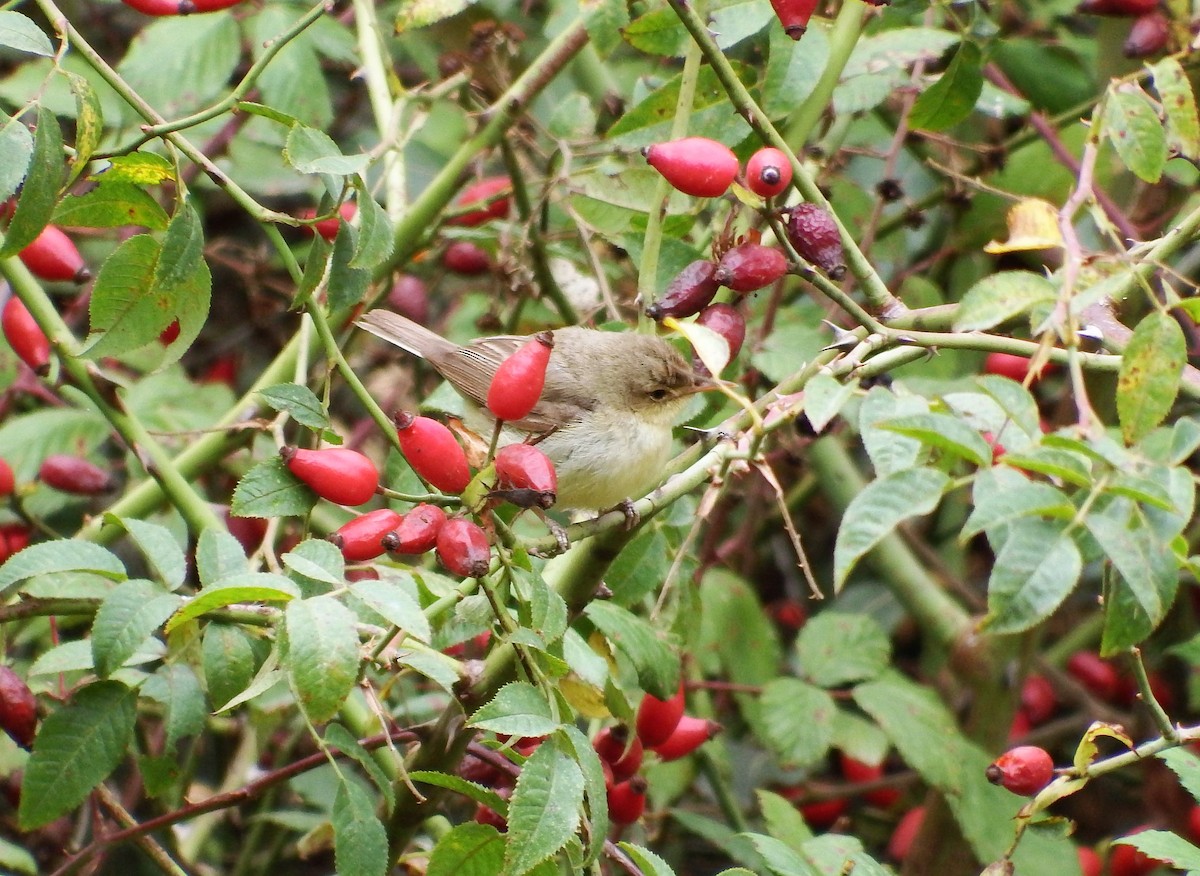 Melodious Warbler - ML481248931