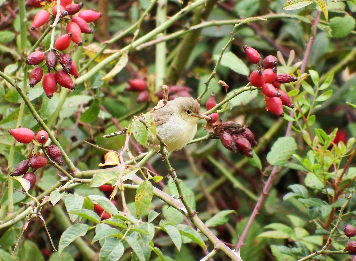 Melodious Warbler - ML481248991