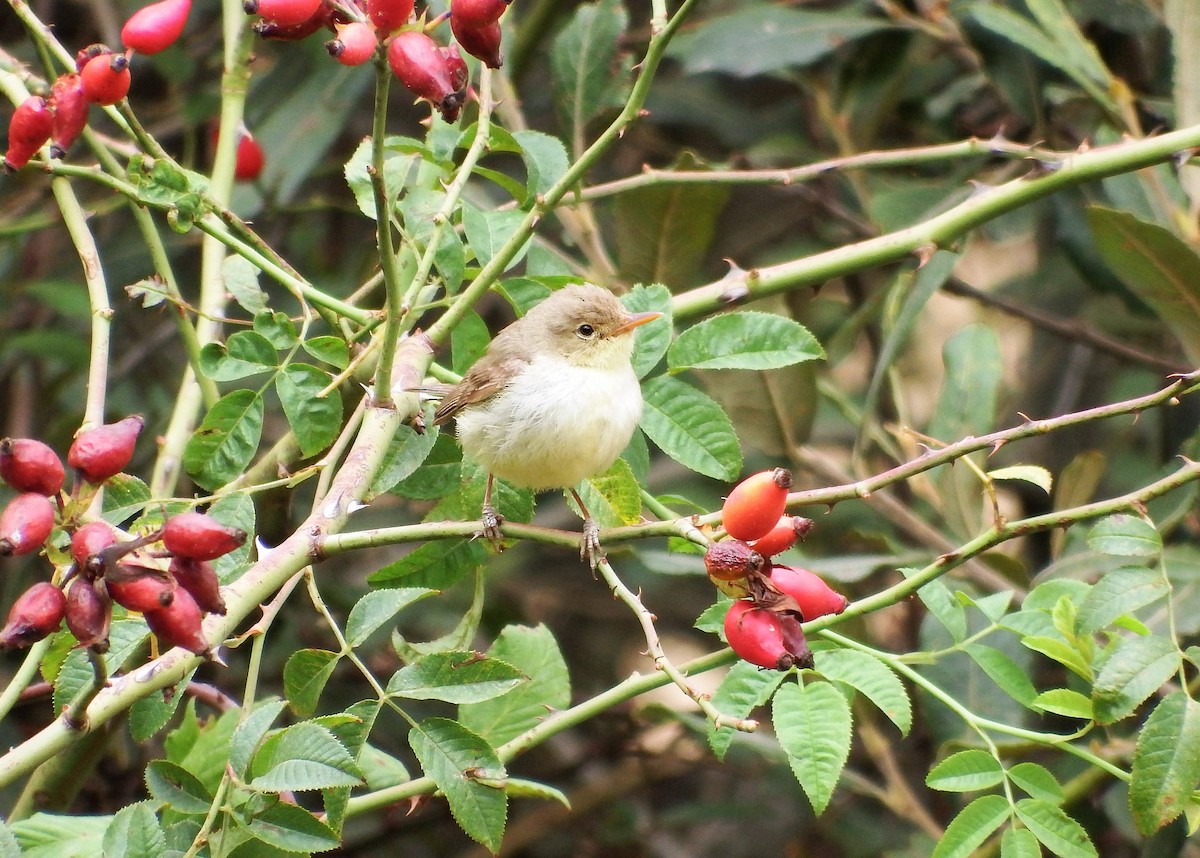 Melodious Warbler - ML481249201