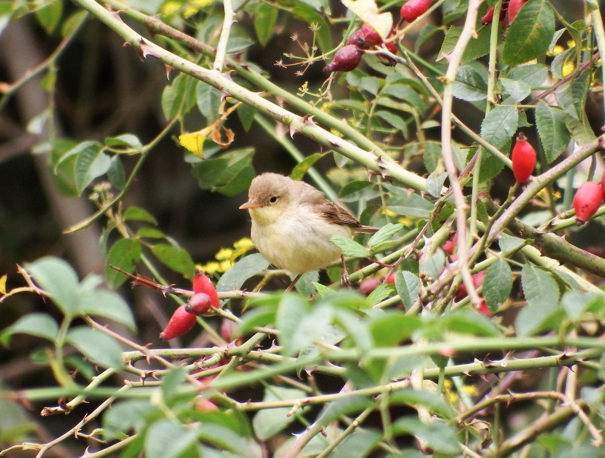 Melodious Warbler - ML481249311