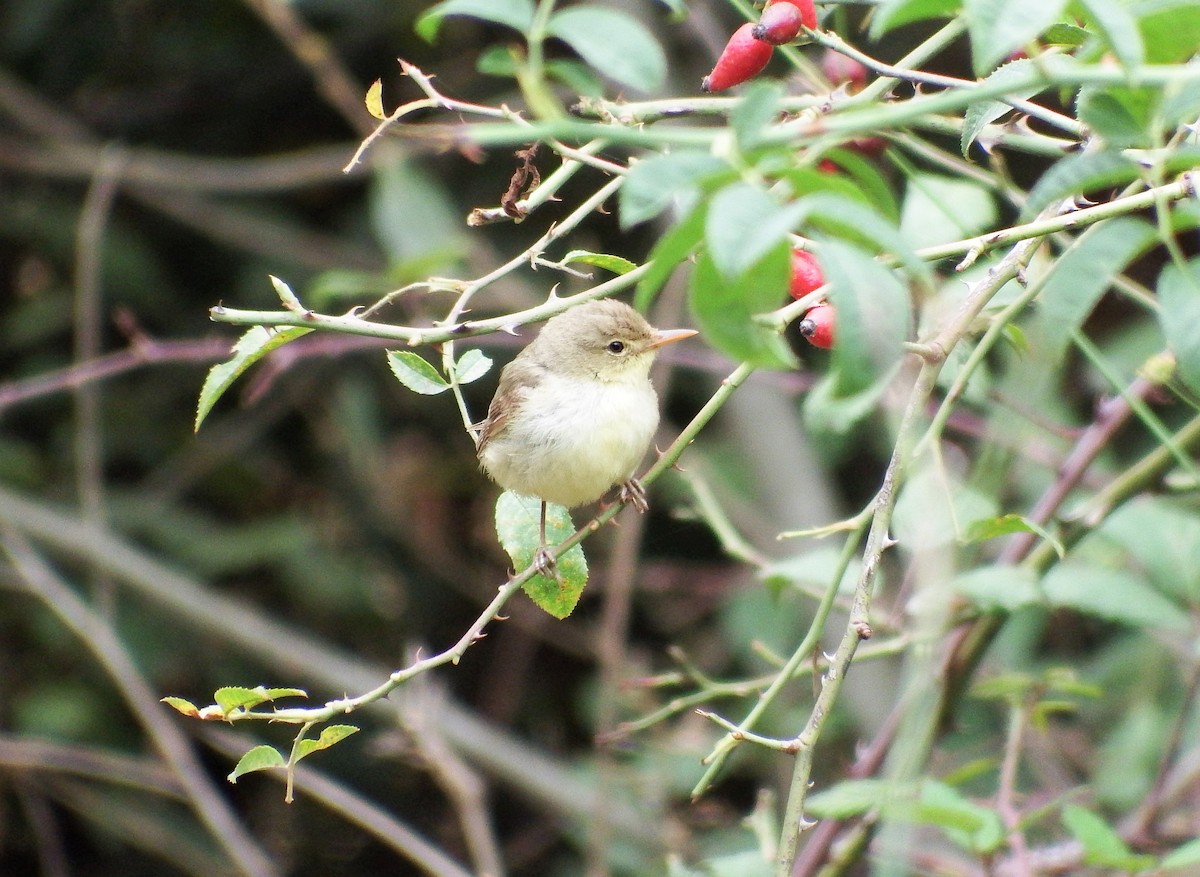 Melodious Warbler - ML481249331