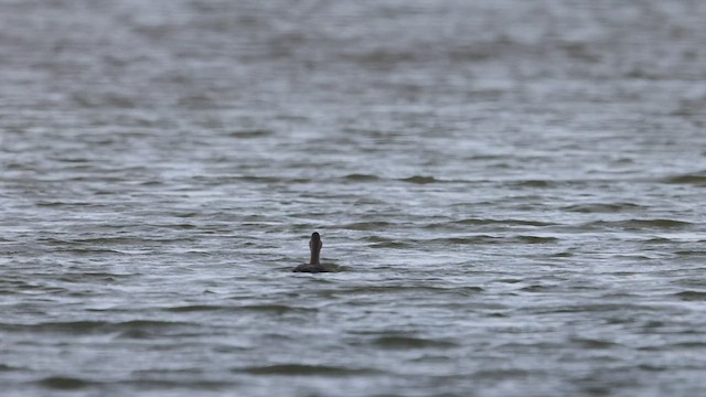 American Black Duck - ML481249431