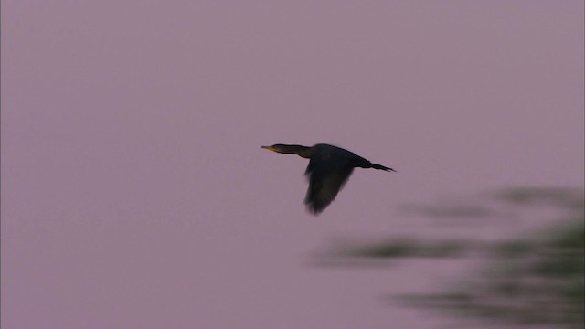 Neotropic Cormorant - ML481250