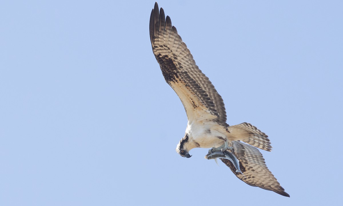 orlovec říční (ssp. carolinensis) - ML481251061