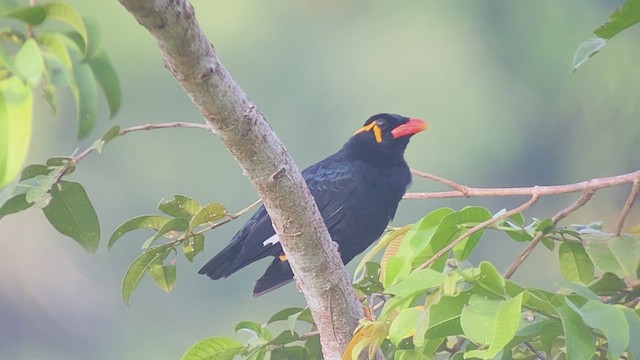 Common Hill Myna - ML481252041