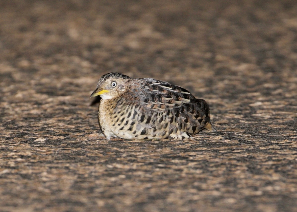 Red-backed Buttonquail - ML481252251