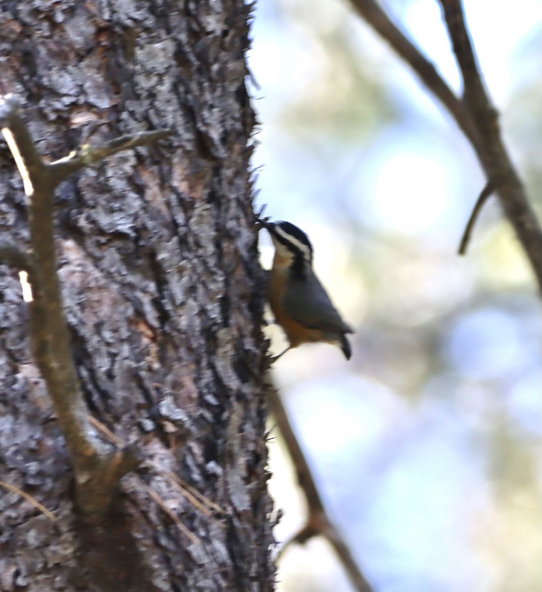 Red-breasted Nuthatch - ML481252321