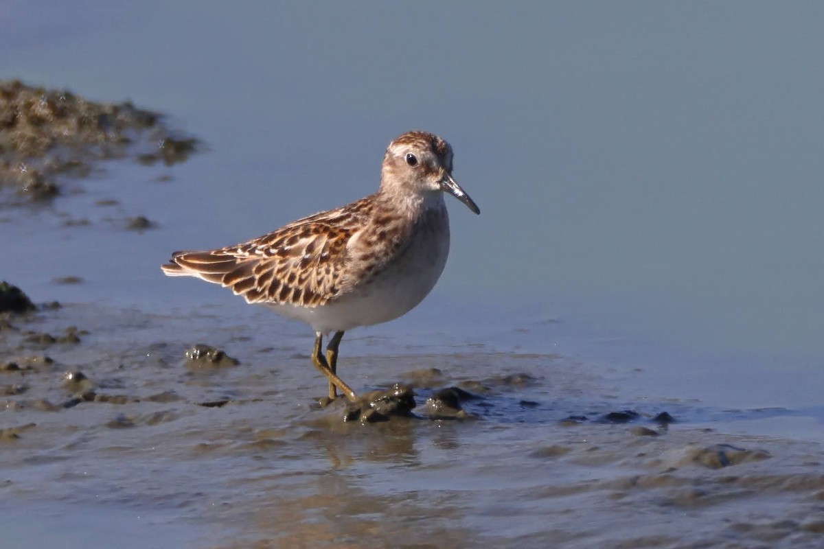 Least Sandpiper - ML481252381