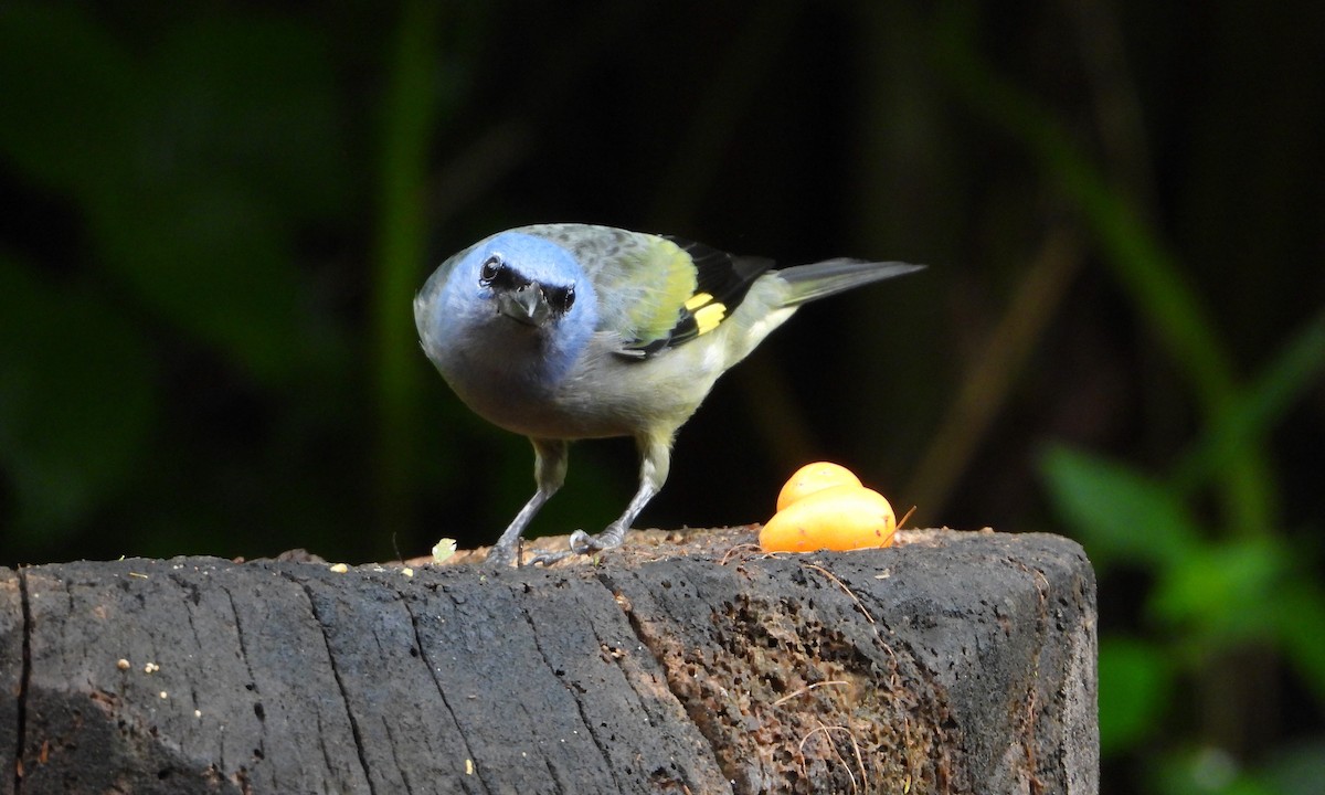 Yellow-winged Tanager - ML481254731