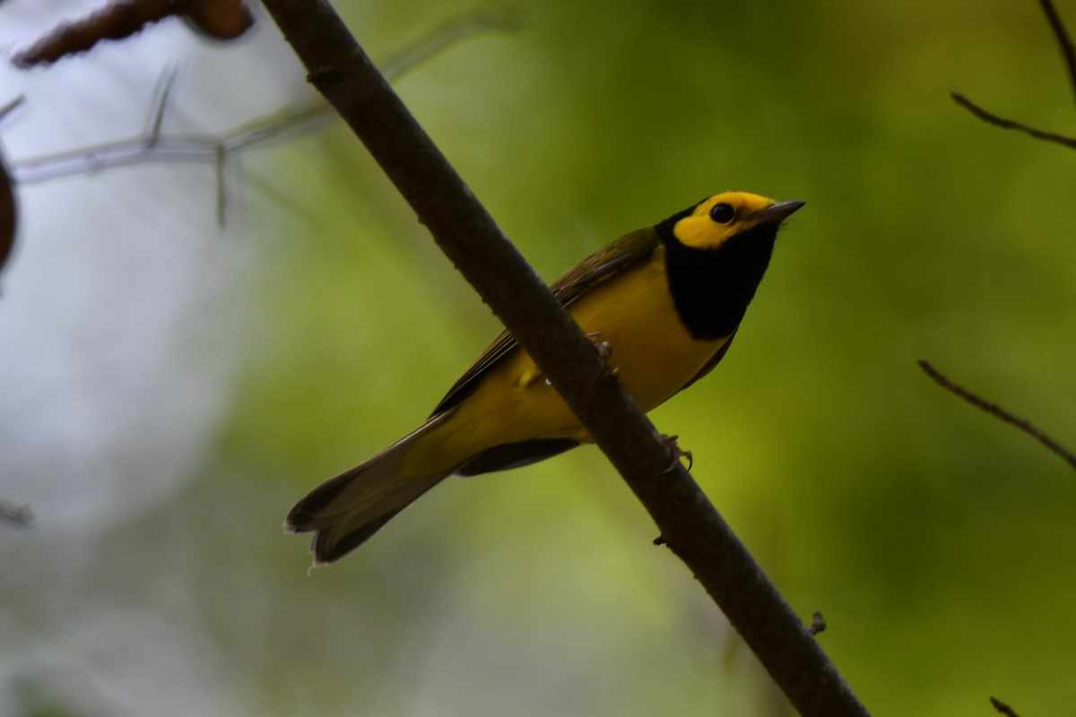 Hooded Warbler - ML481254771
