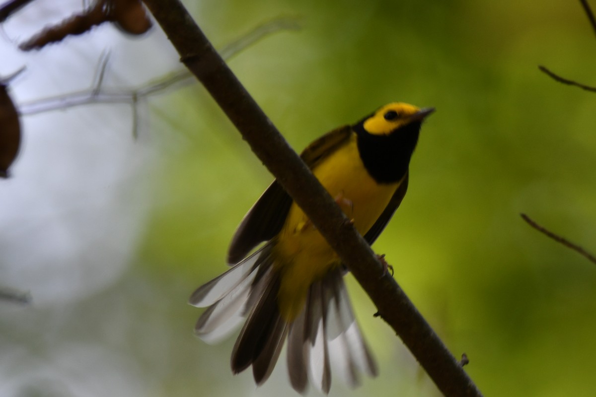 Hooded Warbler - ML481254781