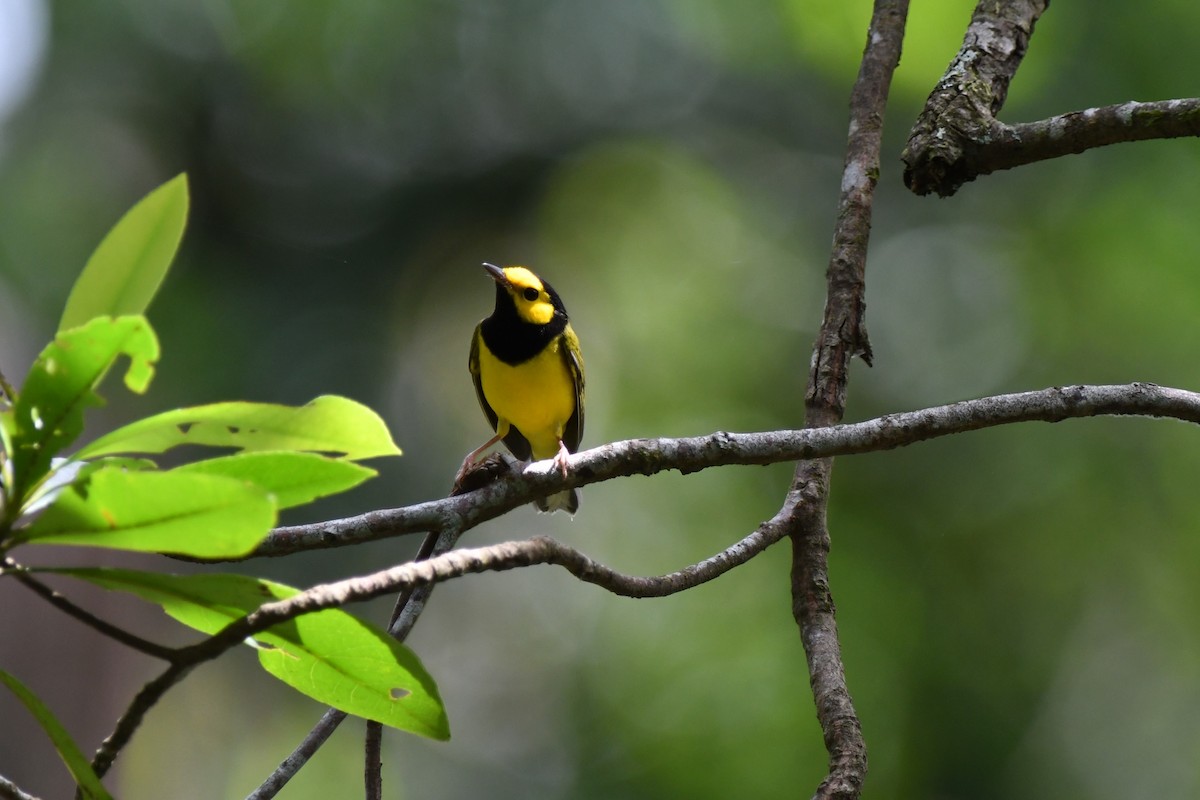 Hooded Warbler - ML481254791