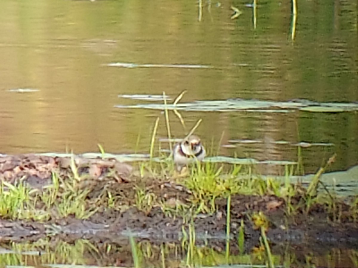 Semipalmated Plover - ML481255821