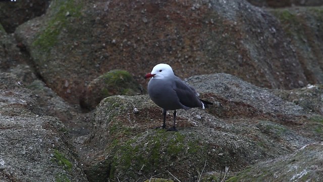 Heermann's Gull - ML481256