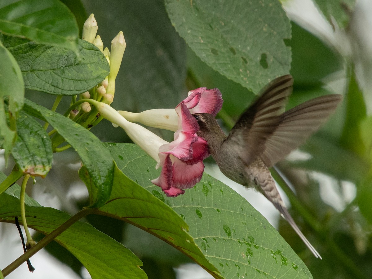 kolibřík běloknírkový - ML481256201