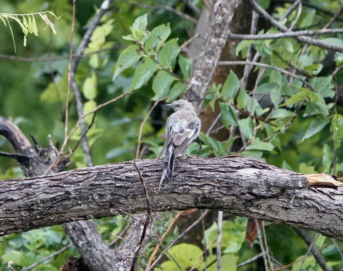 Northern Mockingbird - ML481256941