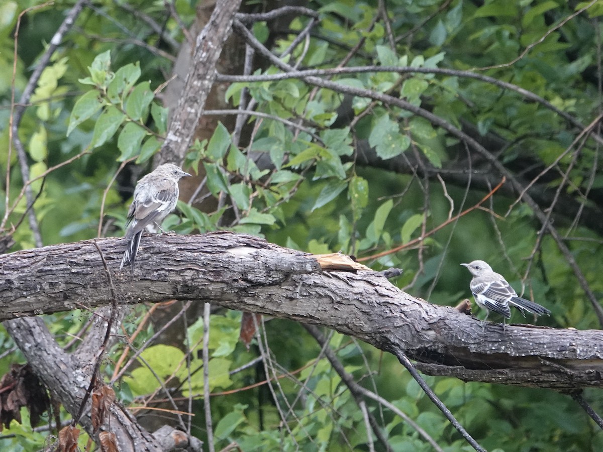 Northern Mockingbird - ML481256981