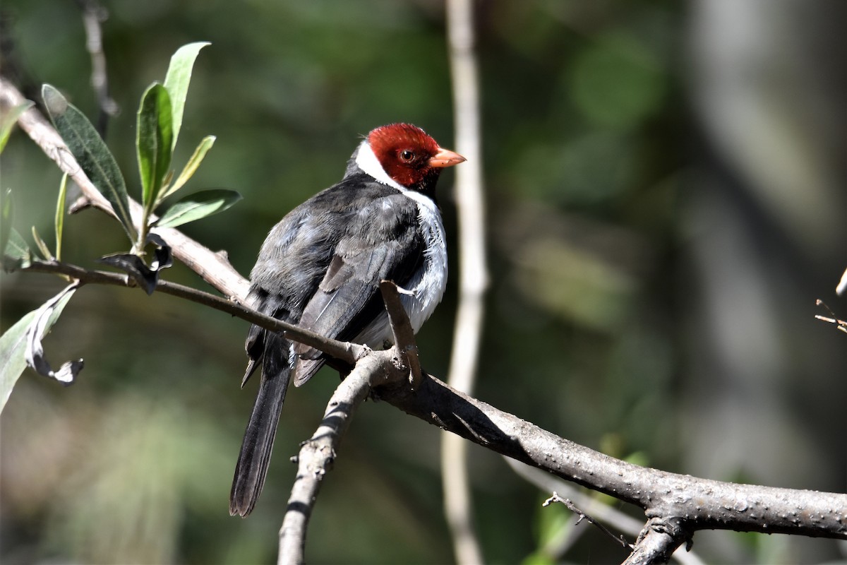 Yellow-billed Cardinal - ML481257161