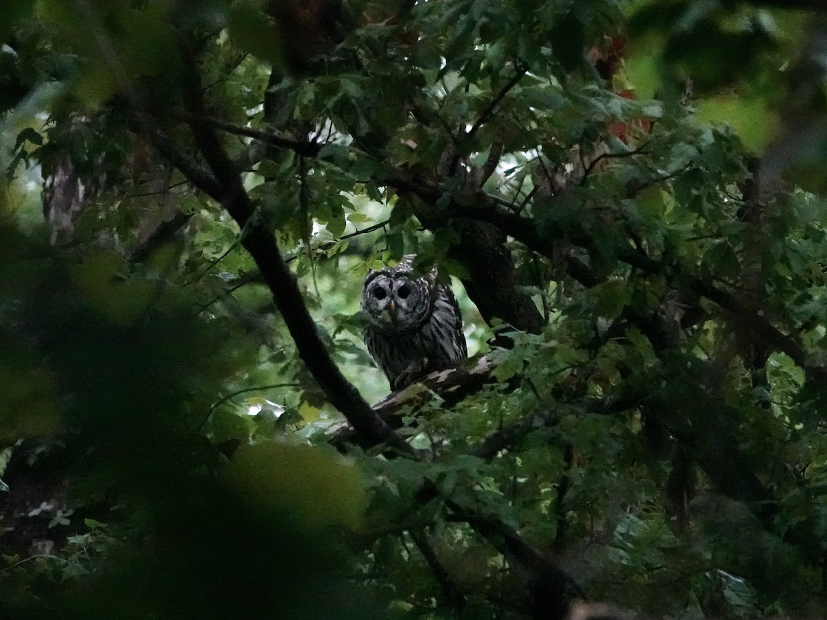 Barred Owl - Amy Bishop & Doug Booher