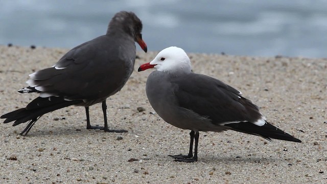 Heermann's Gull - ML481259