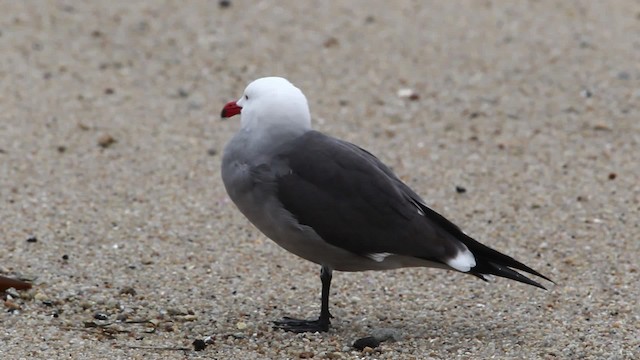 Heermann's Gull - ML481261