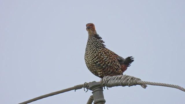 Francolin peint - ML481261161