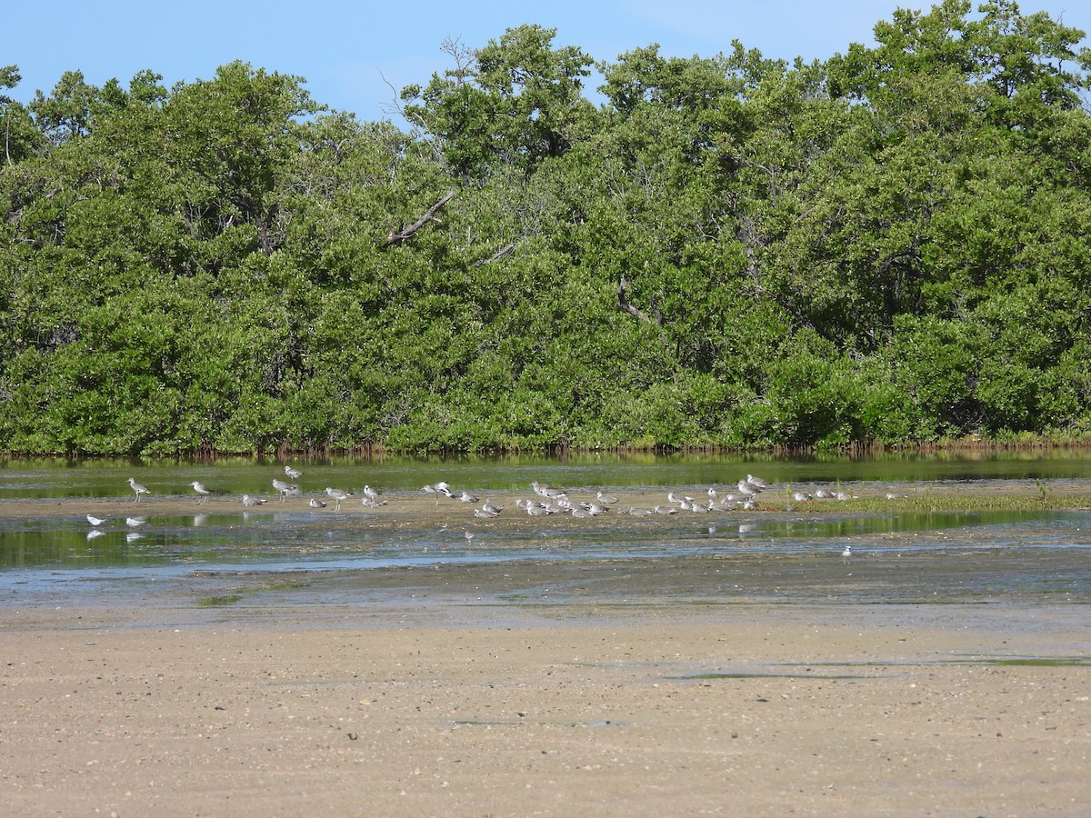 Willet - ML481261901