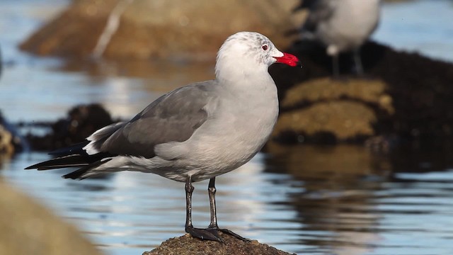 Heermann's Gull - ML481263