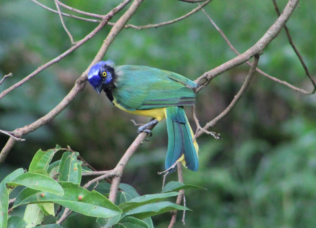 Green Jay - ML481263581