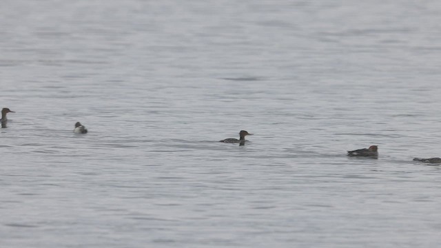 Red-breasted Merganser - ML481264081